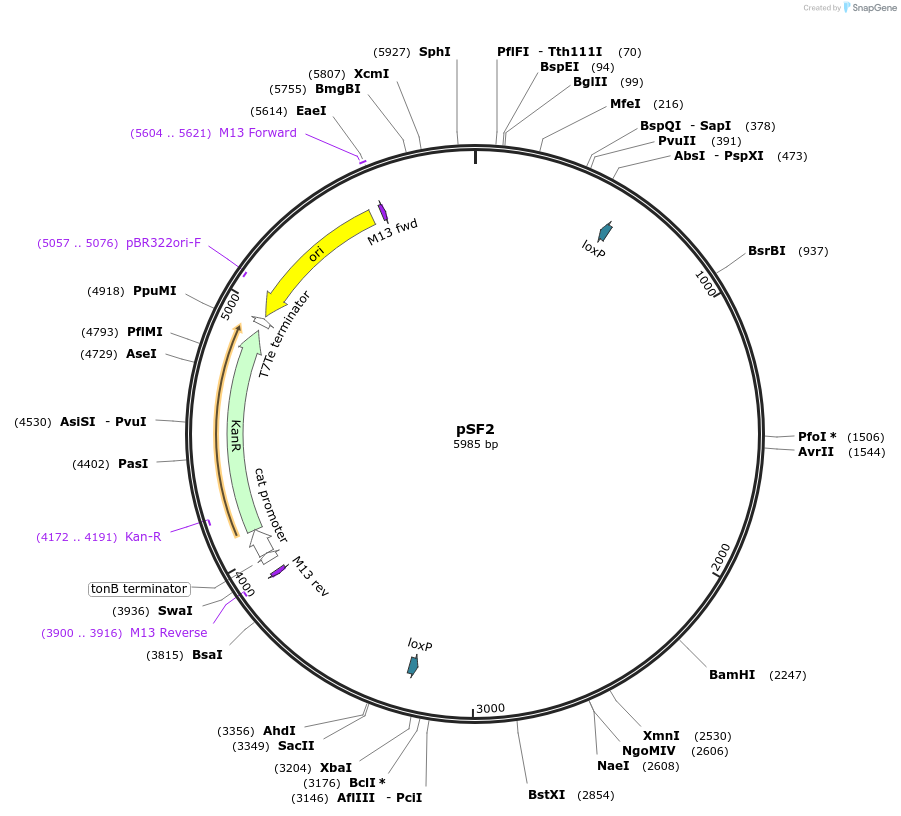 222590-plasmid-map-sequence-id-443810