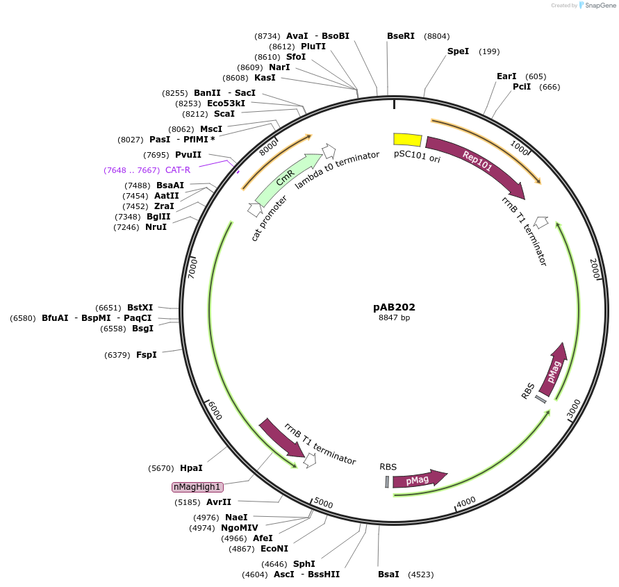 101674-plasmid-map-sequence-id-443811