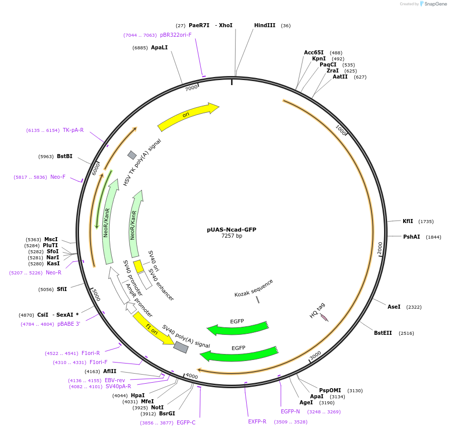 35986-plasmid-map-sequence-id-44387
