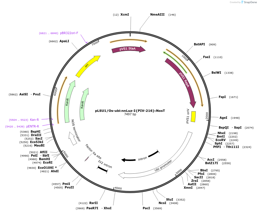 212191-plasmid-map-sequence-id-443882