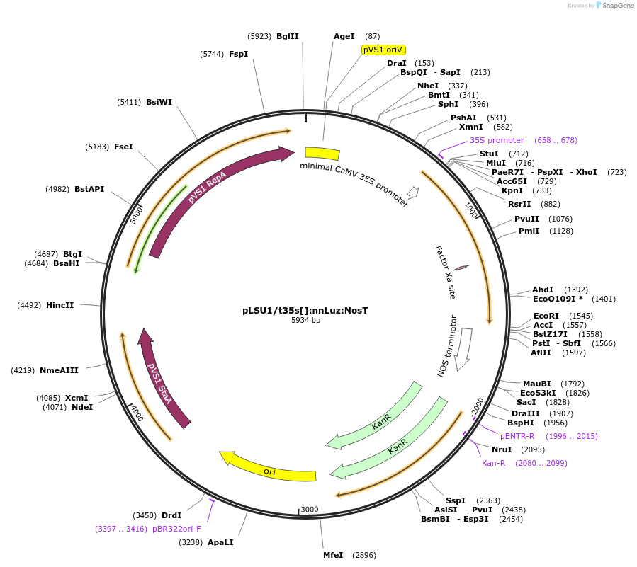 212183-plasmid-map-sequence-id-443883