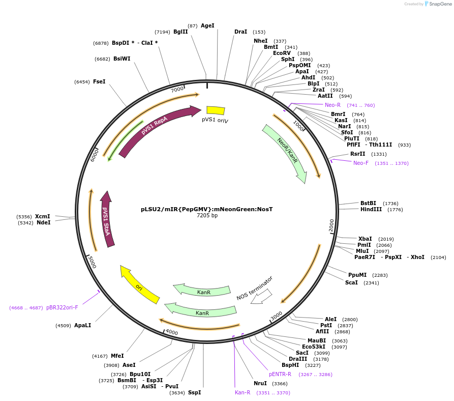 212193-plasmid-map-sequence-id-443884