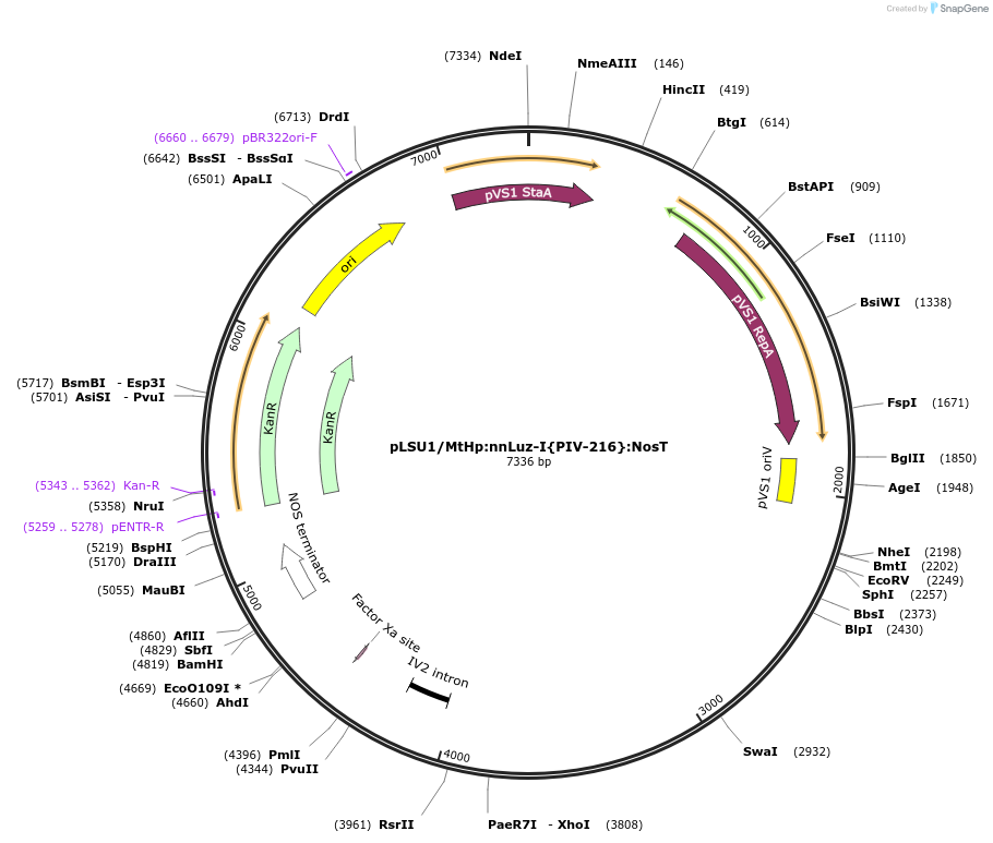 212192-plasmid-map-sequence-id-443887