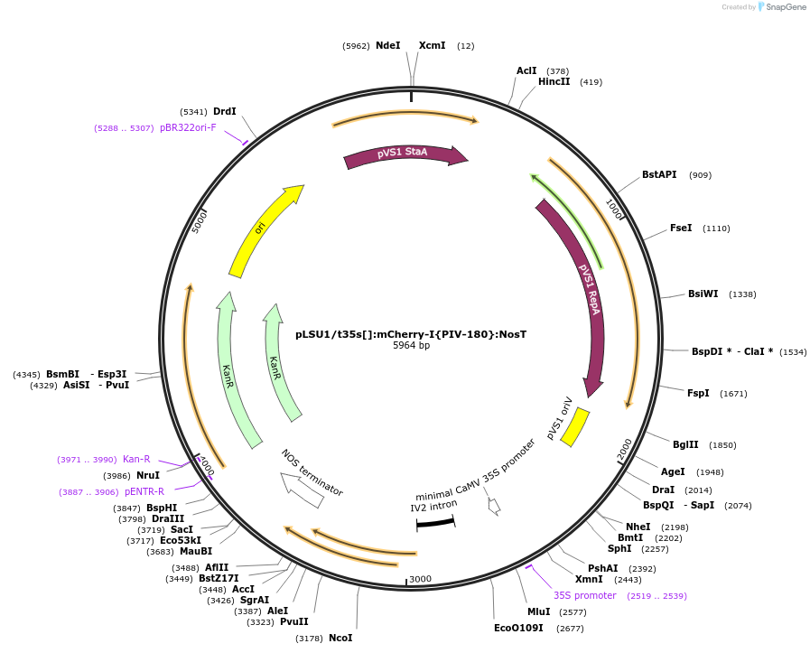 212179-plasmid-map-sequence-id-443888
