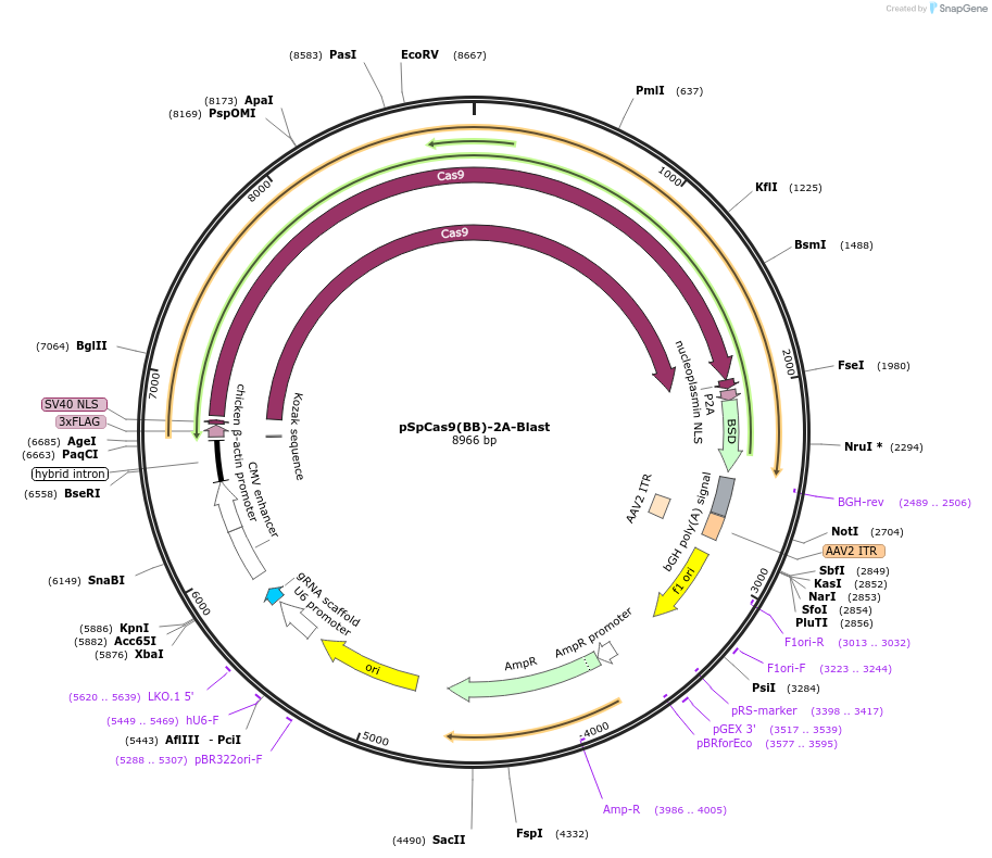 118055-plasmid-map-sequence-id-443898