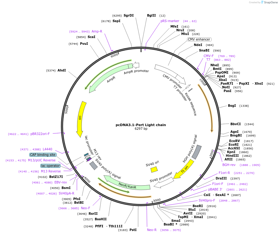 216310-plasmid-map-sequence-id-443900