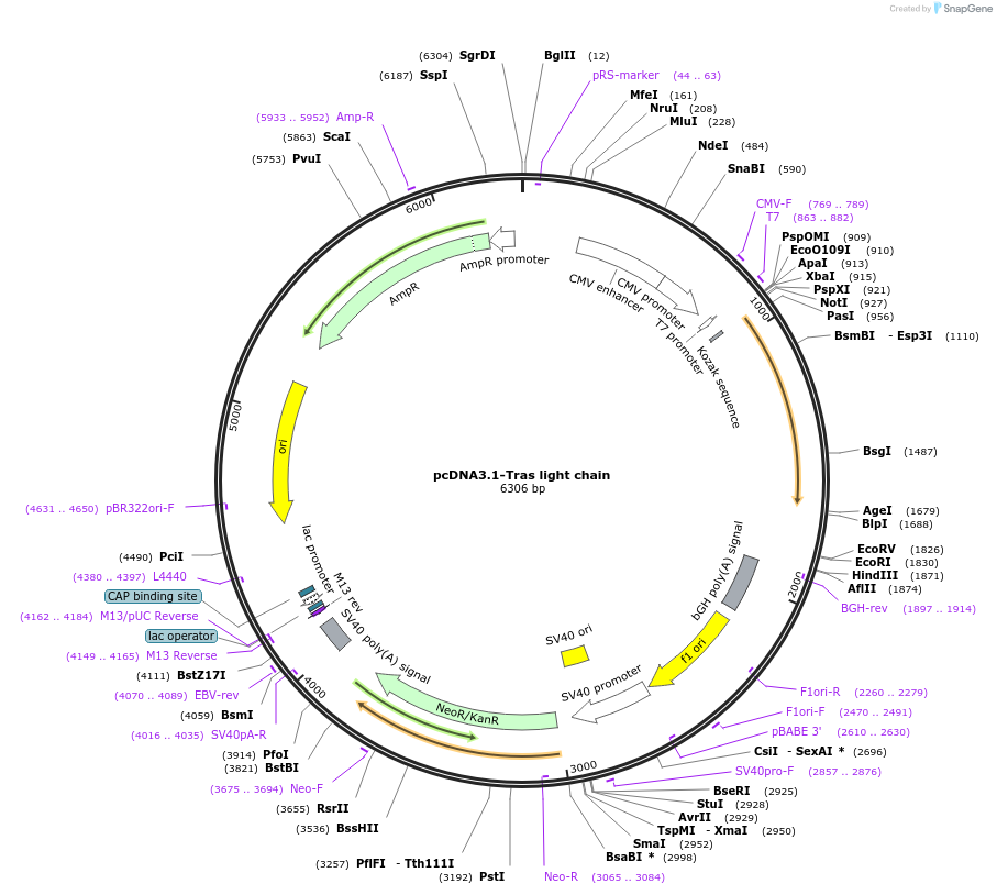 216294-plasmid-map-sequence-id-443901