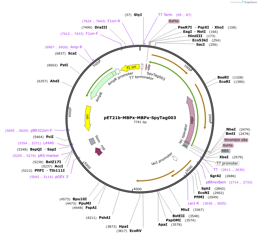 216291-plasmid-map-sequence-id-443903