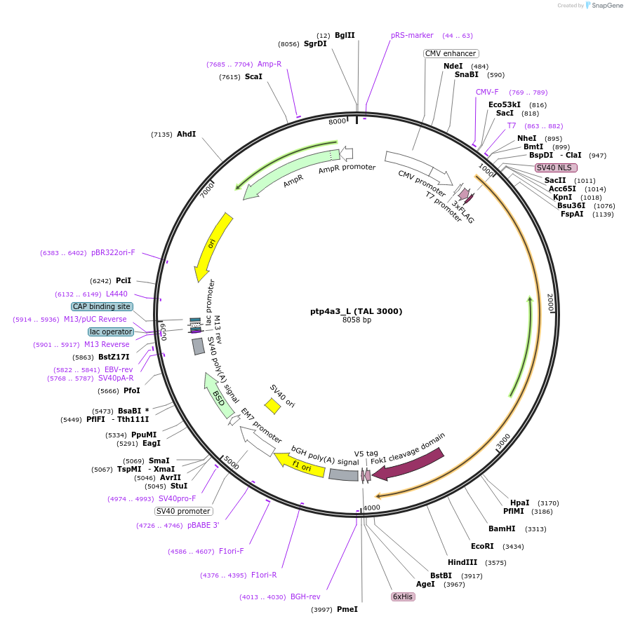 35992-plasmid-map-sequence-id-44391