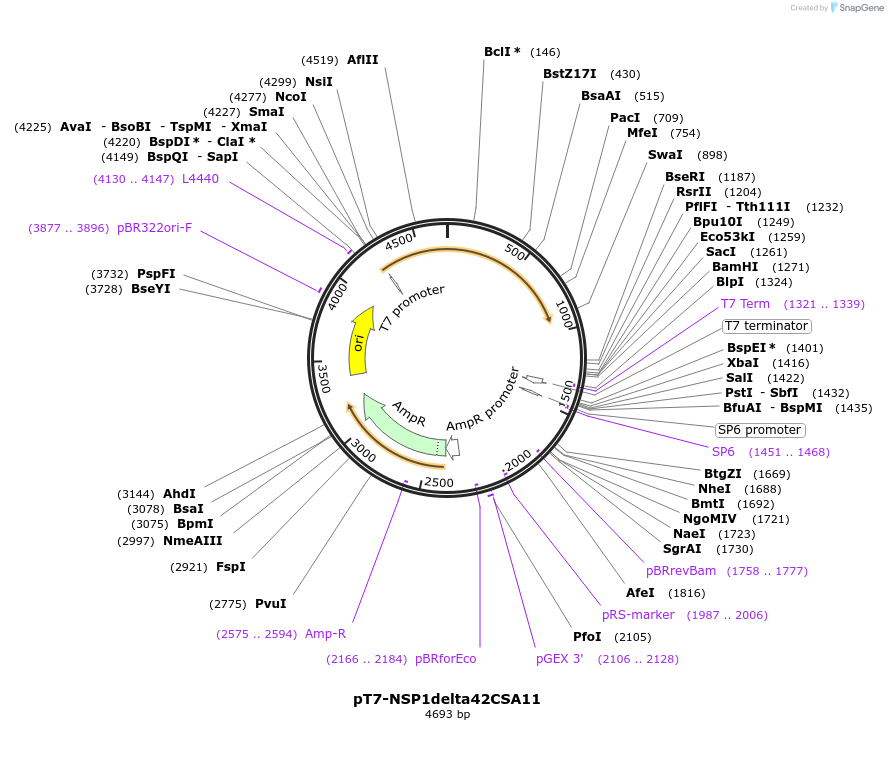 220812-plasmid-map-sequence-id-443925