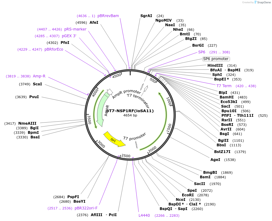 220816-plasmid-map-sequence-id-443926