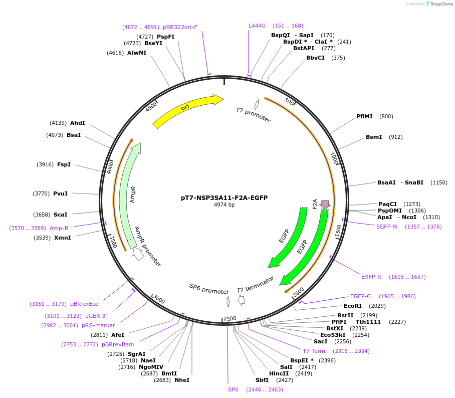 220808-plasmid-map-sequence-id-443927