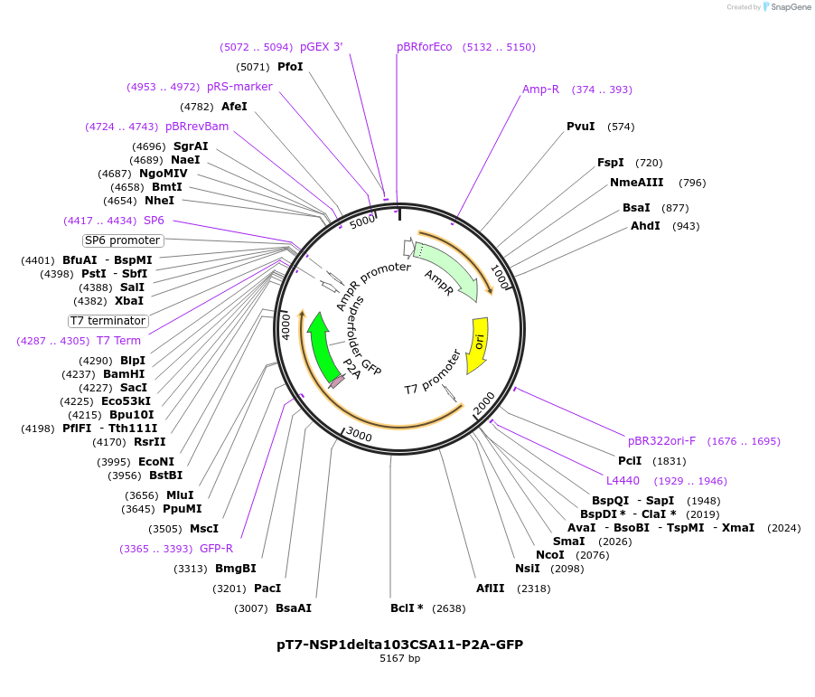 220814-plasmid-map-sequence-id-443928