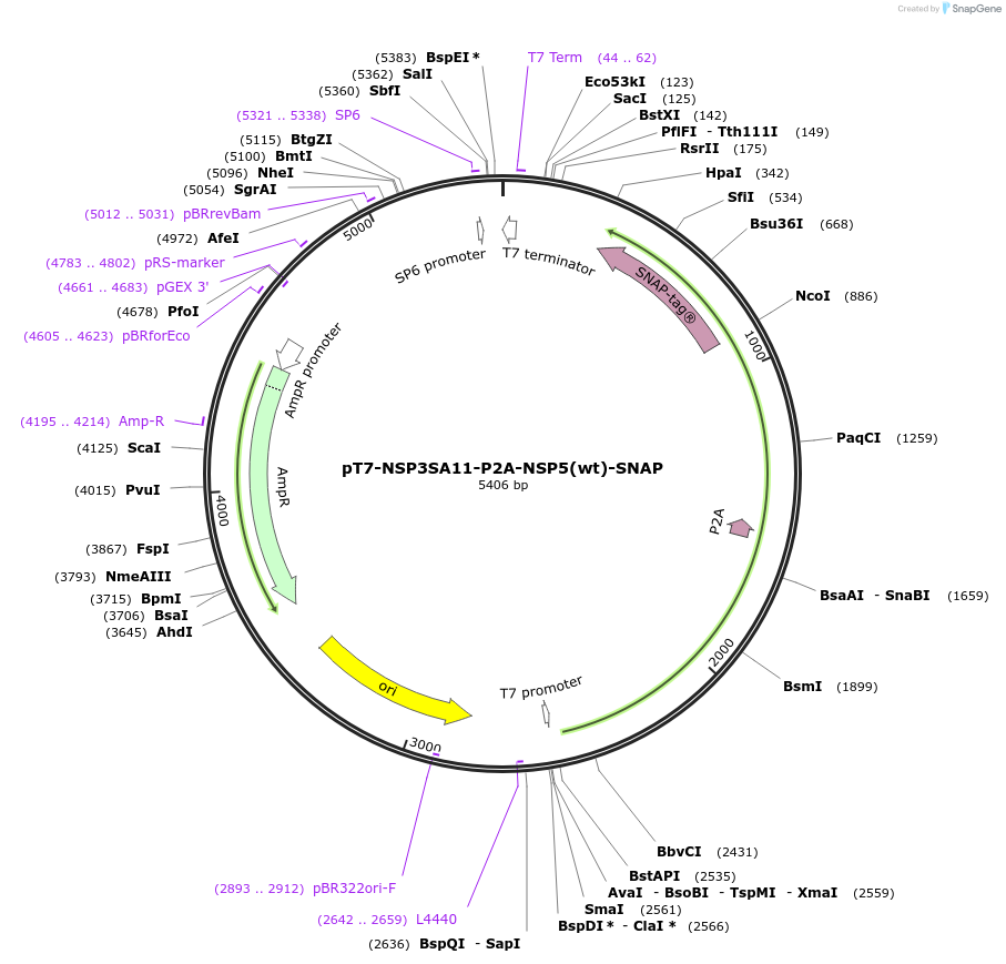 220809-plasmid-map-sequence-id-443929