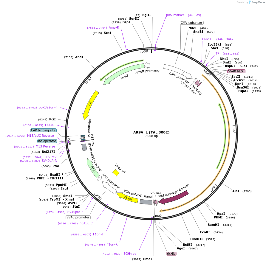 35994-plasmid-map-sequence-id-44393