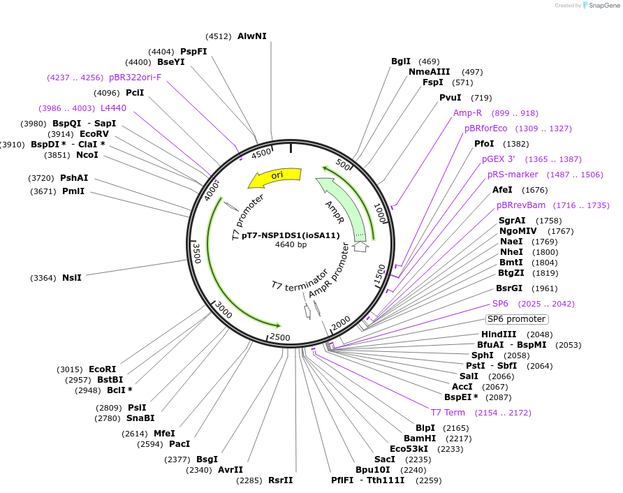 220818-plasmid-map-sequence-id-443930