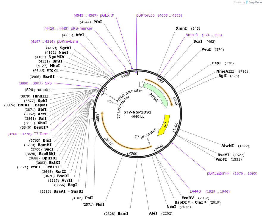 220817-plasmid-map-sequence-id-443931