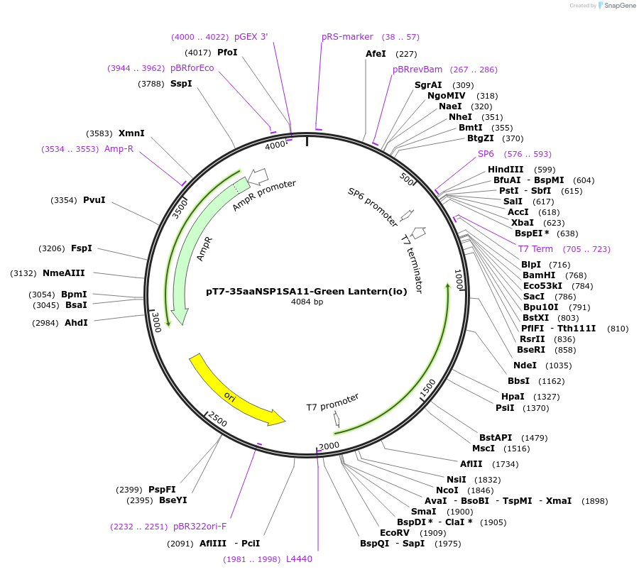 220822-plasmid-map-sequence-id-443932