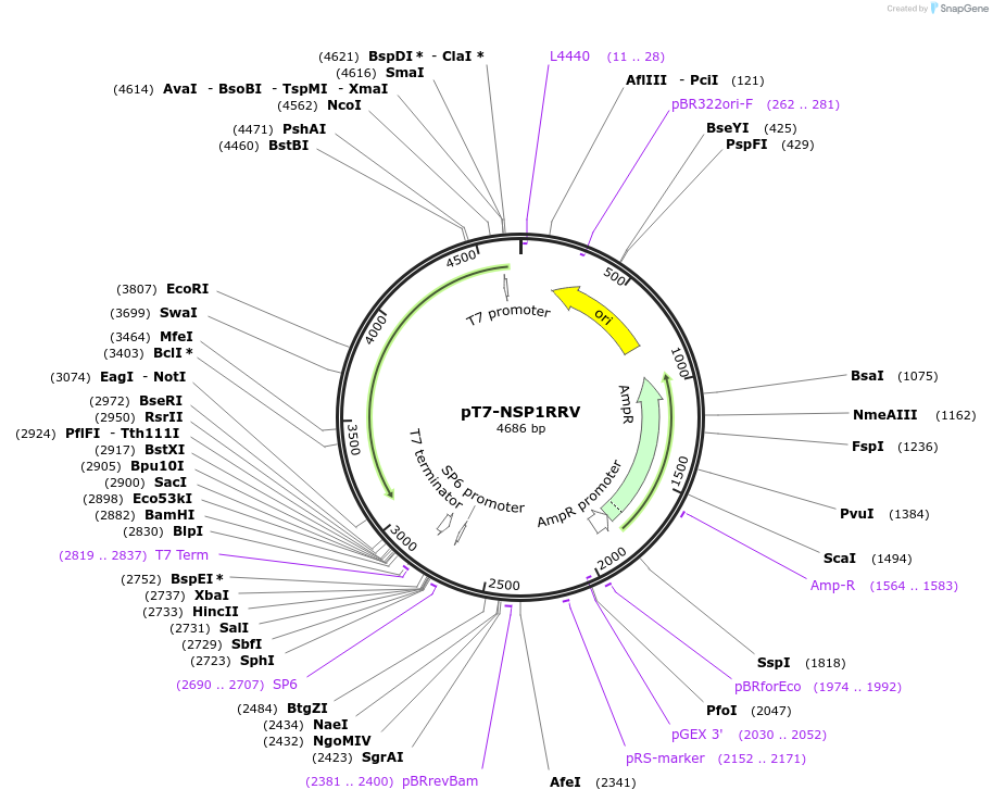 220819-plasmid-map-sequence-id-443933