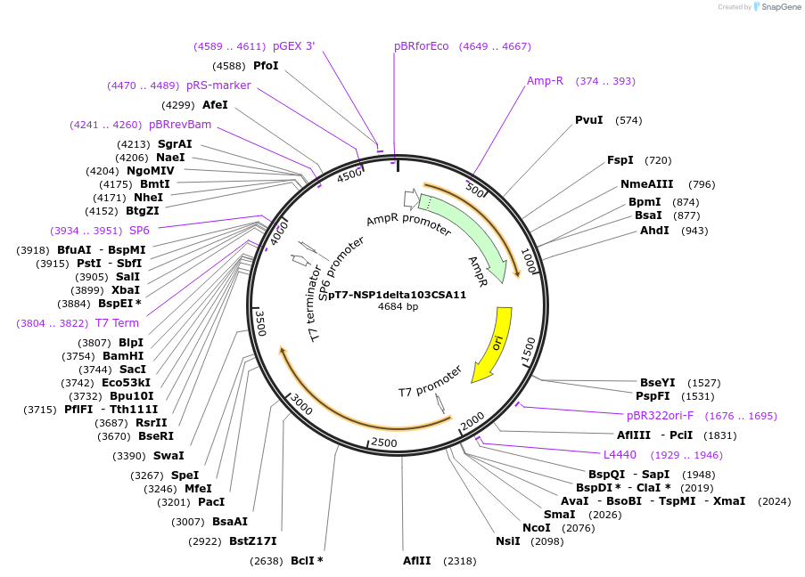 220811-plasmid-map-sequence-id-443934