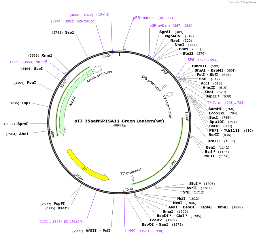220821-plasmid-map-sequence-id-443937