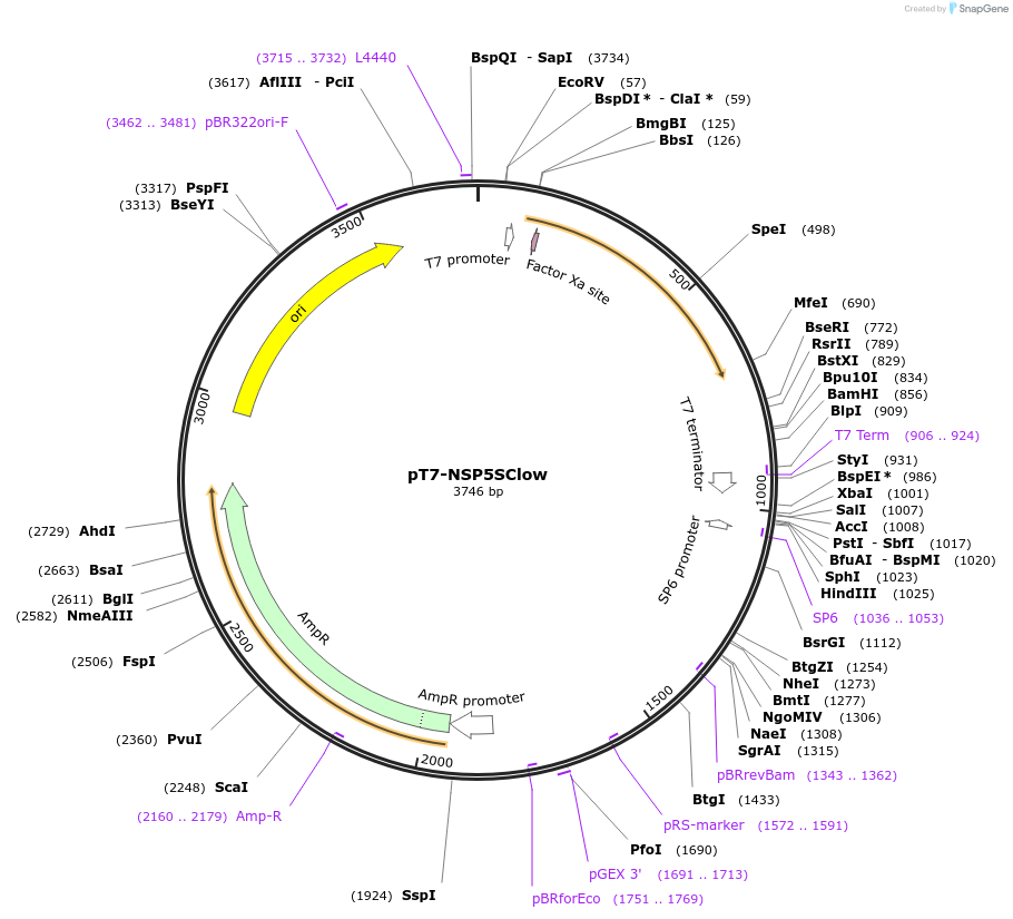 220829-plasmid-map-sequence-id-443938