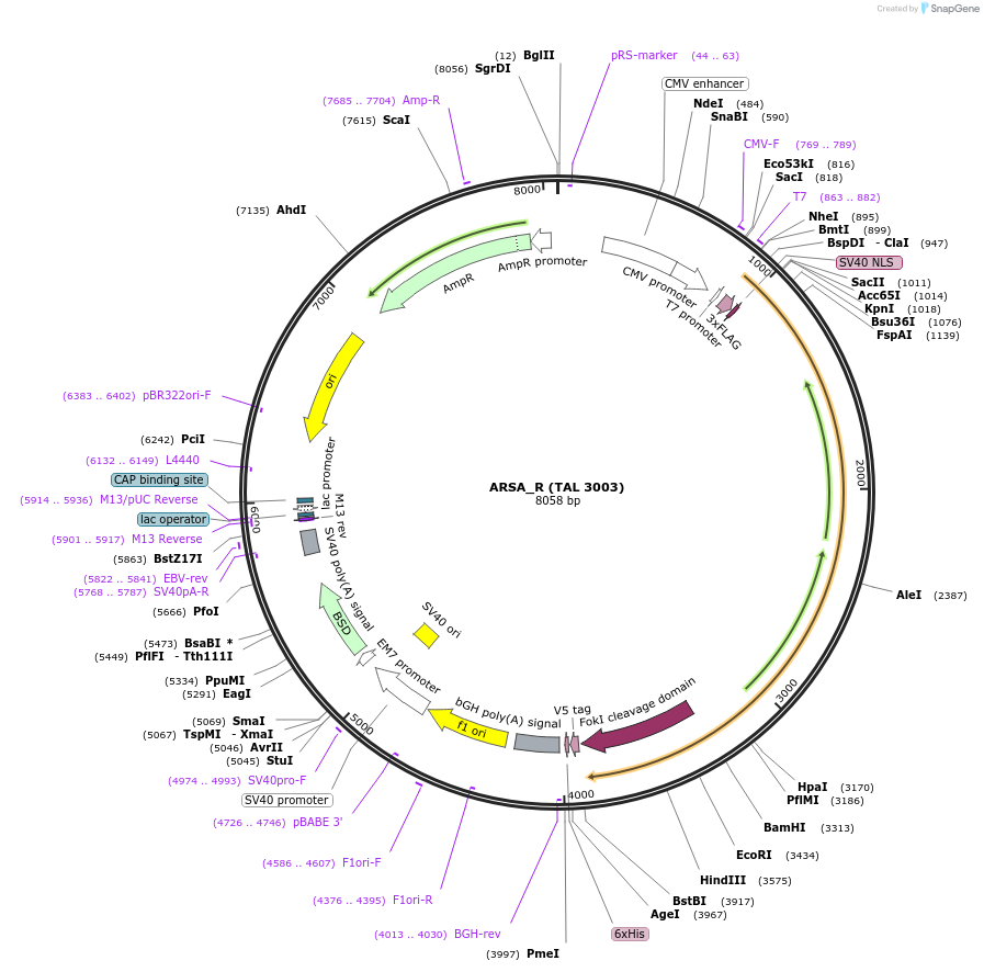 35995-plasmid-map-sequence-id-44394