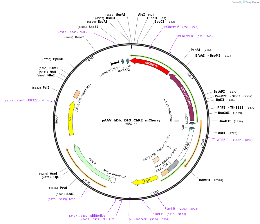 224459-plasmid-map-sequence-id-444006