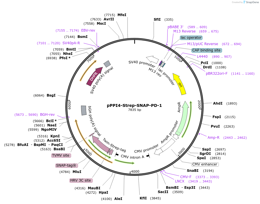 223569-plasmid-map-sequence-id-444010