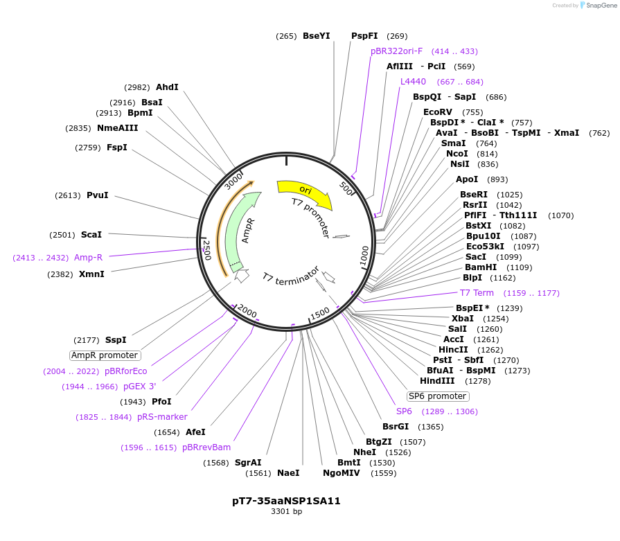 220825-plasmid-map-sequence-id-444016