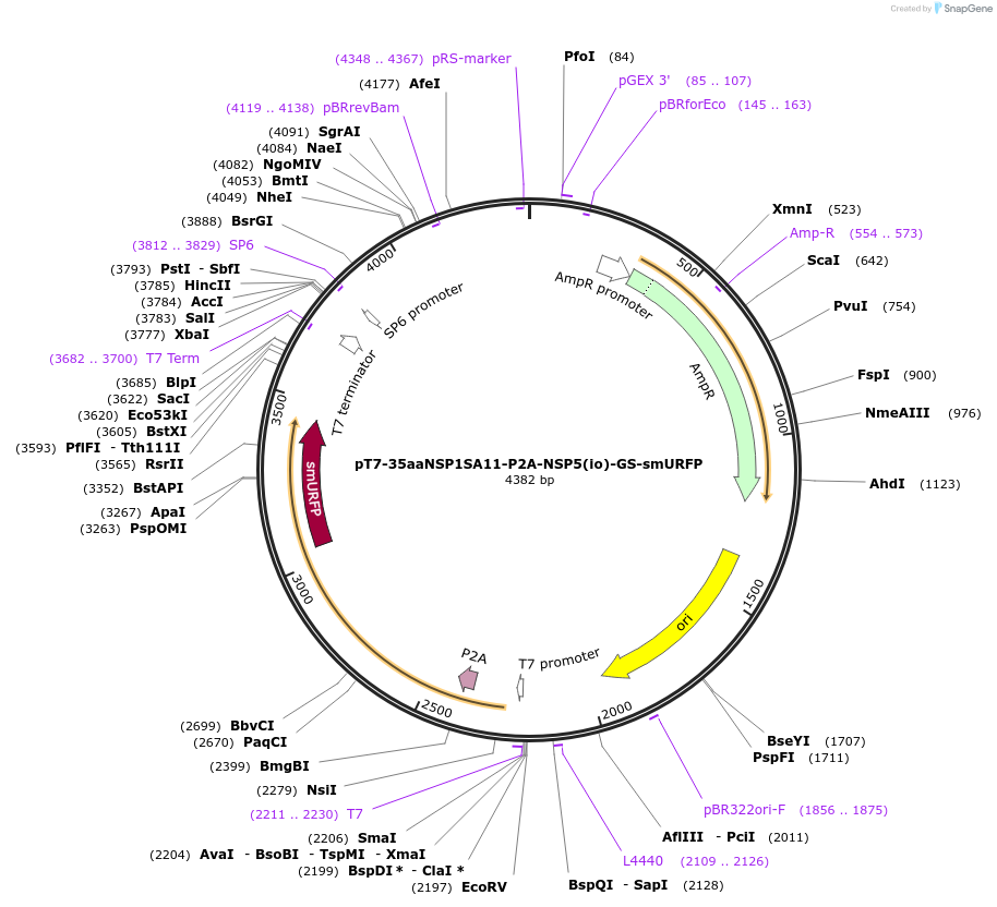 220828-plasmid-map-sequence-id-444017