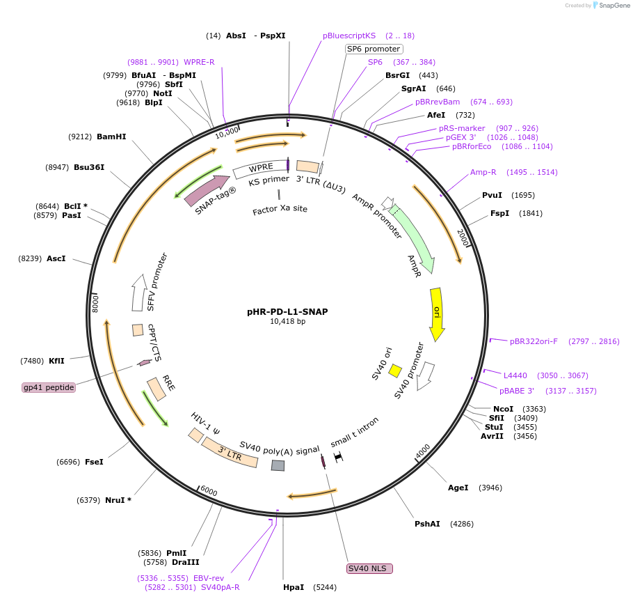 223577-plasmid-map-sequence-id-444020