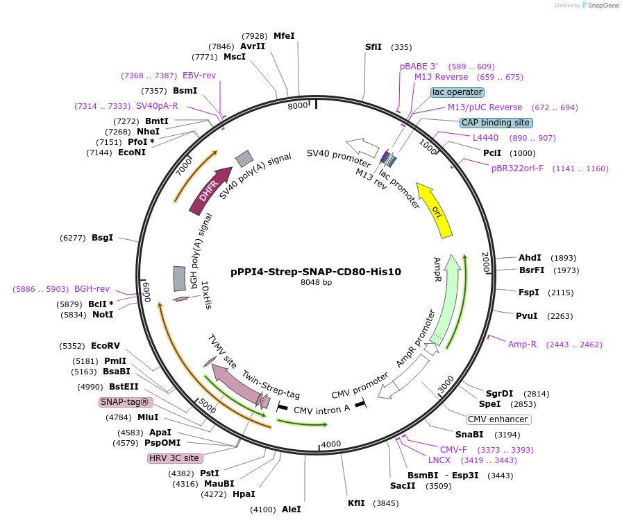 223579-plasmid-map-sequence-id-444024
