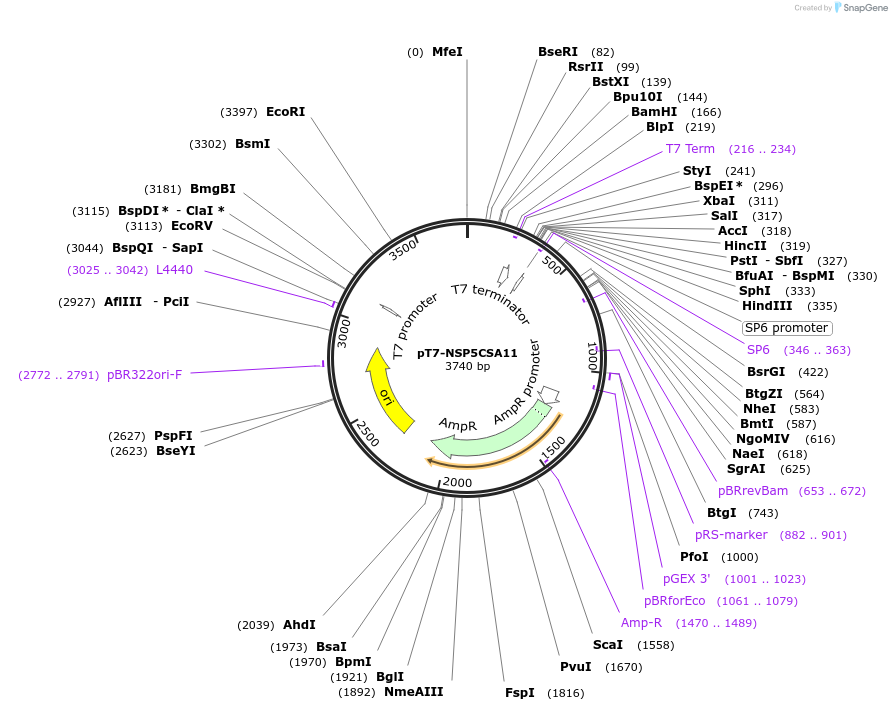 220804-plasmid-map-sequence-id-444026