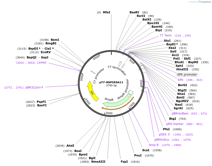 220806-plasmid-map-sequence-id-444028