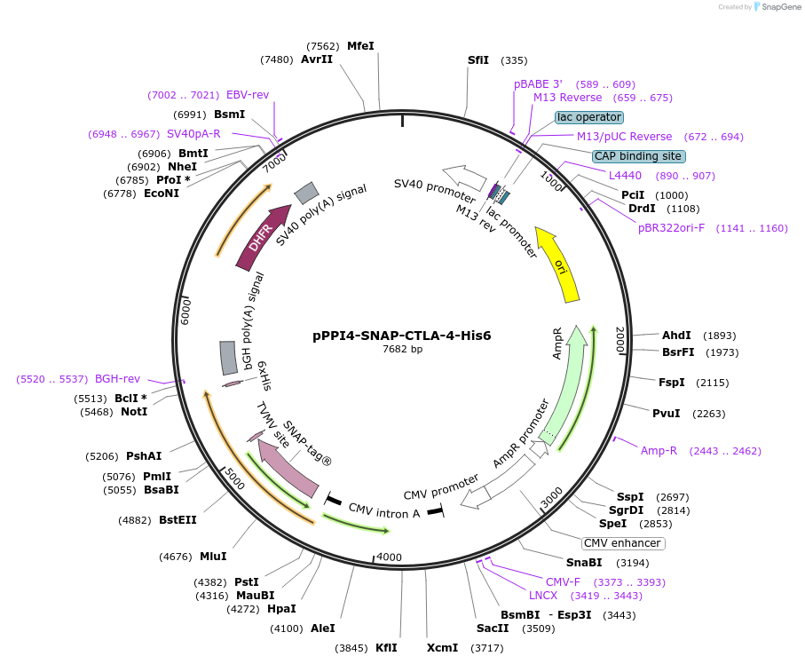 223584-plasmid-map-sequence-id-444035