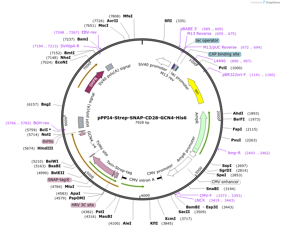 223585-plasmid-map-sequence-id-444036