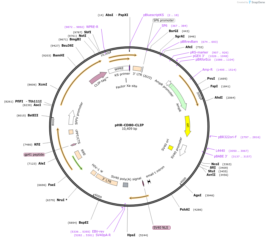 223590-plasmid-map-sequence-id-444044