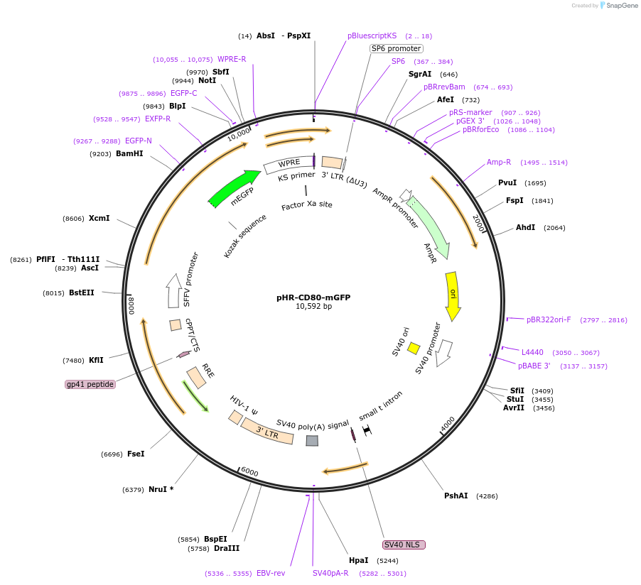 223591-plasmid-map-sequence-id-444045