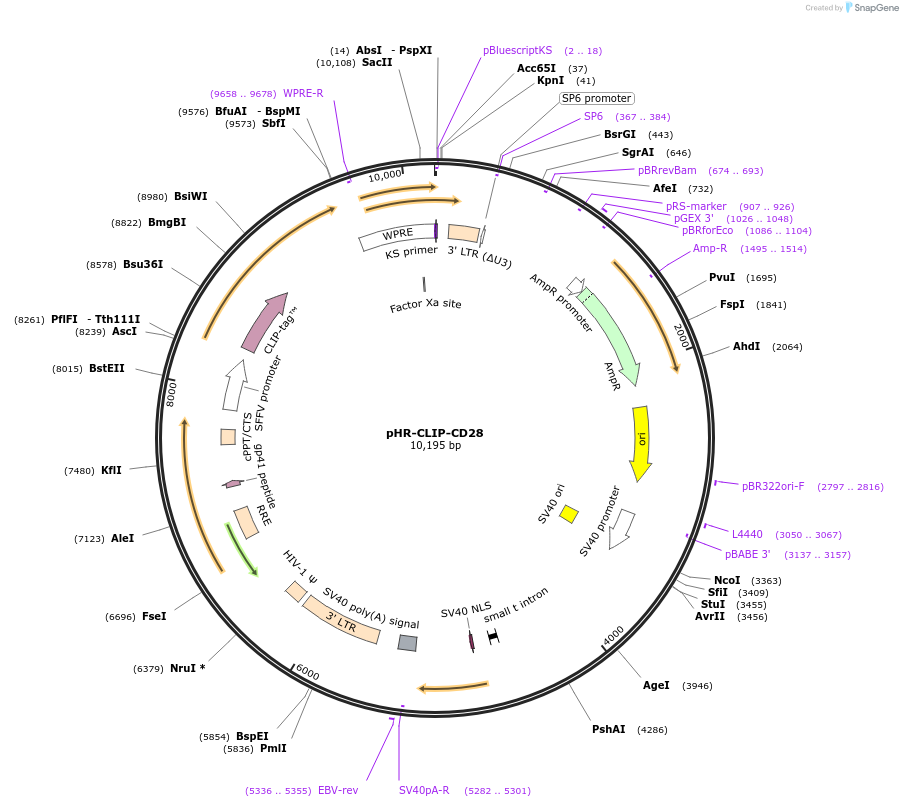 223600-plasmid-map-sequence-id-444053