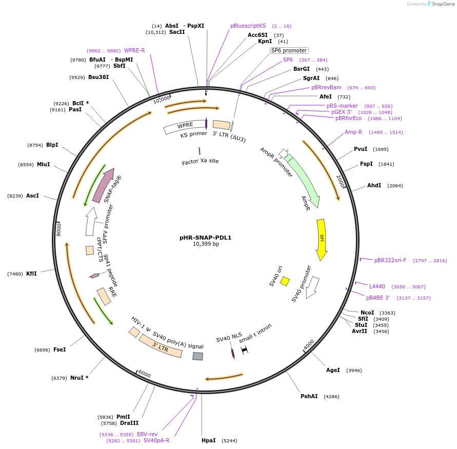 223602-plasmid-map-sequence-id-444056