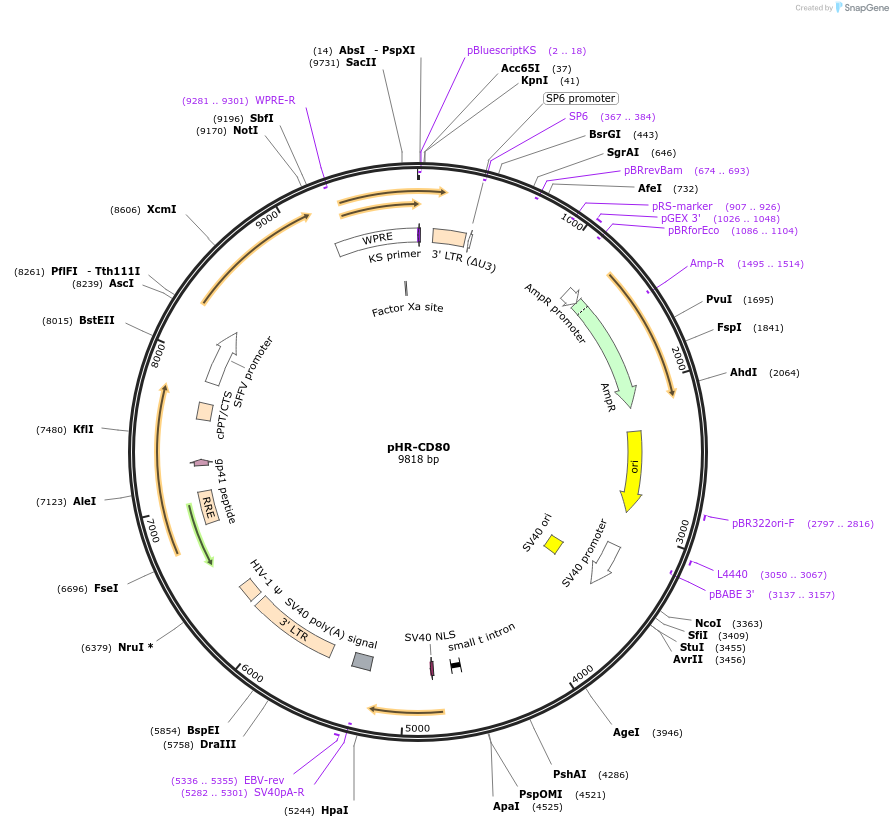 223603-plasmid-map-sequence-id-444057