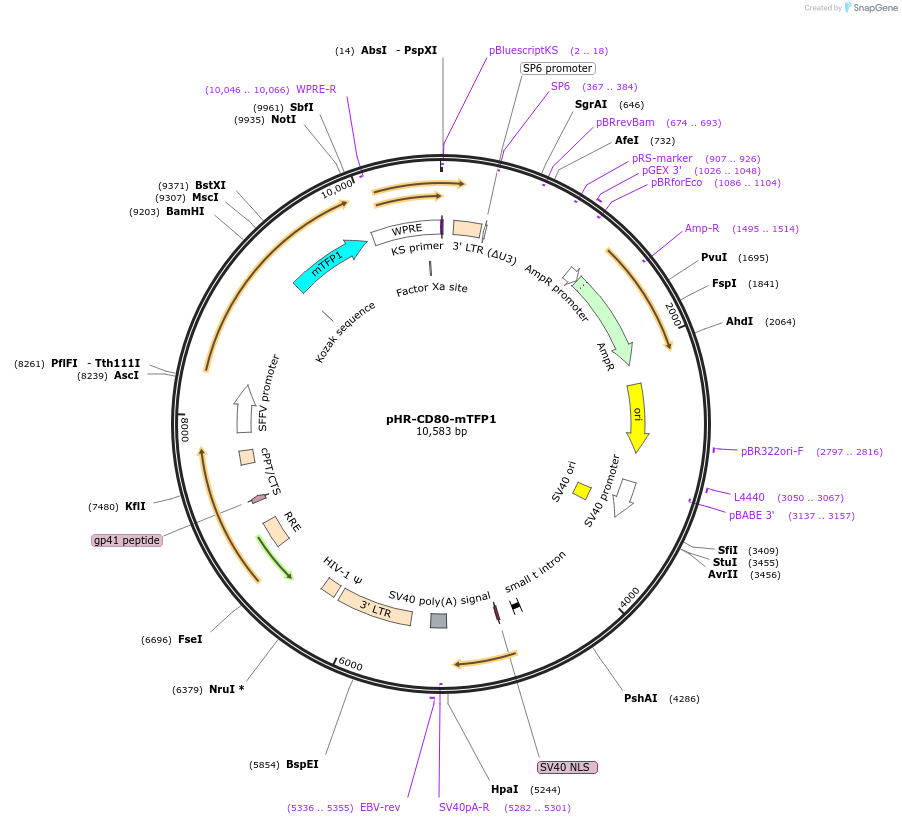 223605-plasmid-map-sequence-id-444059