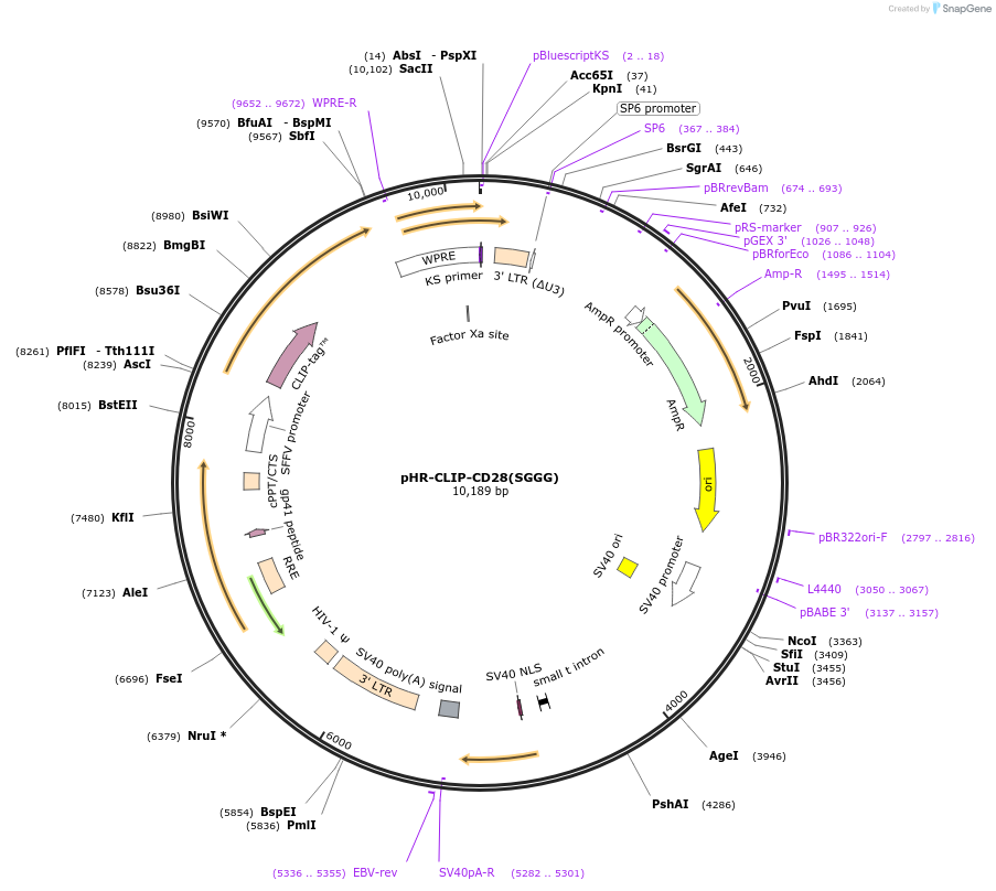 223607-plasmid-map-sequence-id-444061