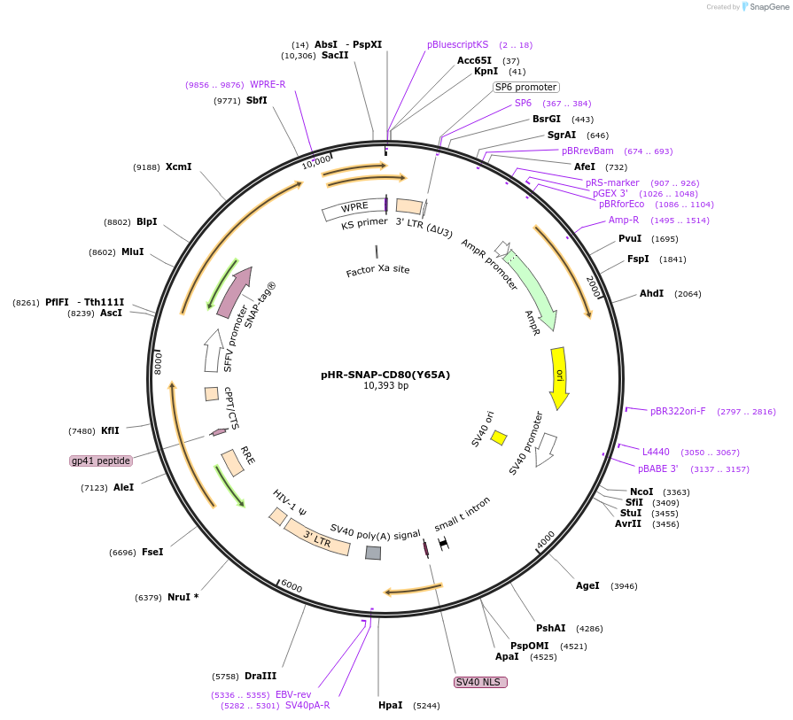 223608-plasmid-map-sequence-id-444062