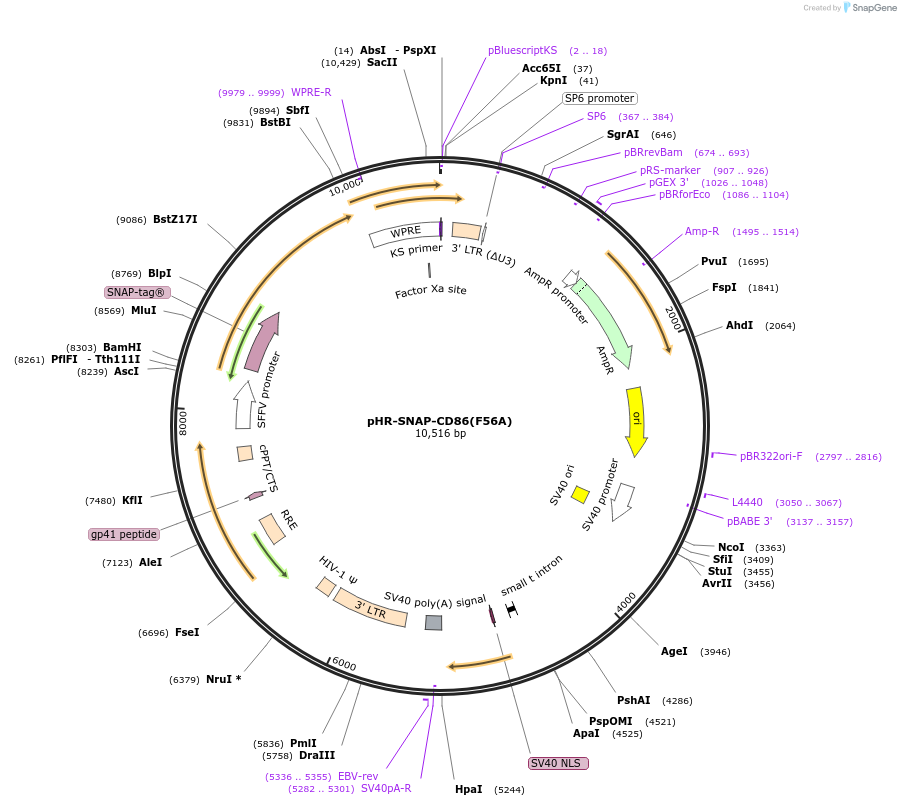 223609-plasmid-map-sequence-id-444063