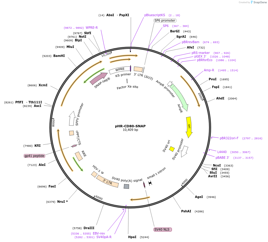 223612-plasmid-map-sequence-id-444065