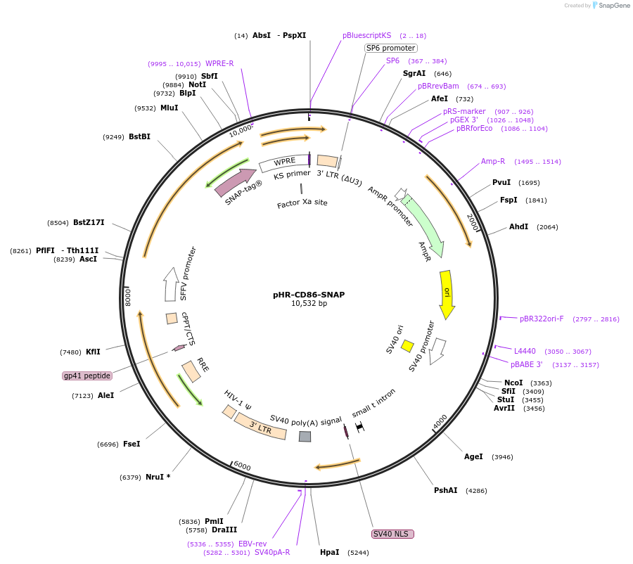 223613-plasmid-map-sequence-id-444066