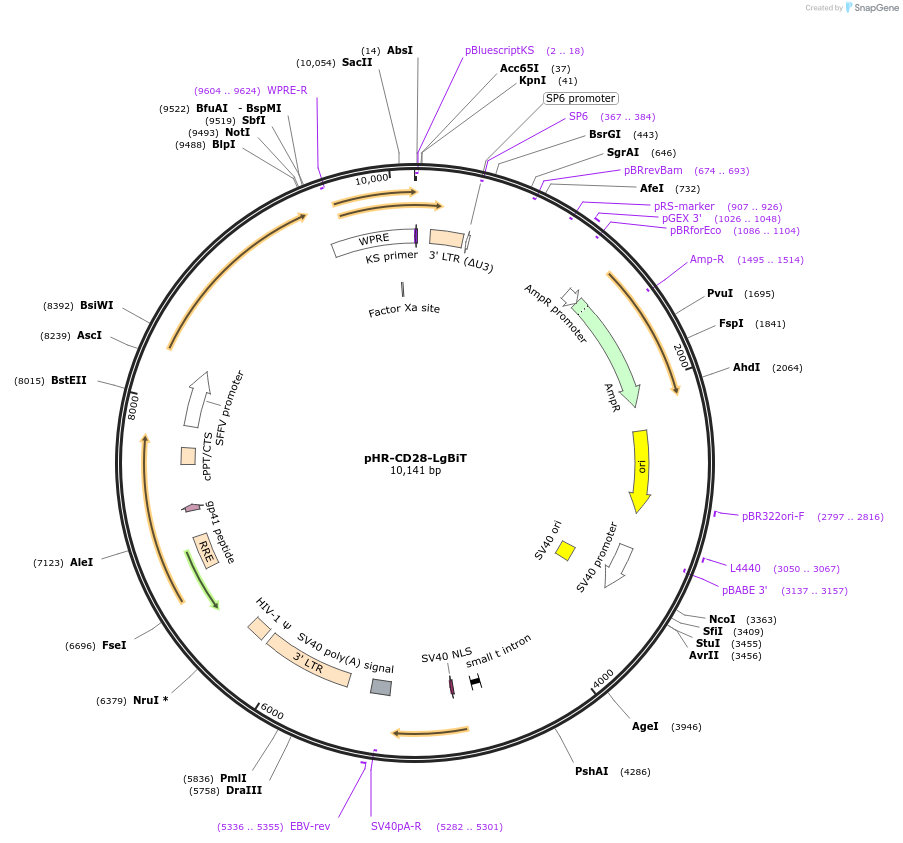 223616-plasmid-map-sequence-id-444068