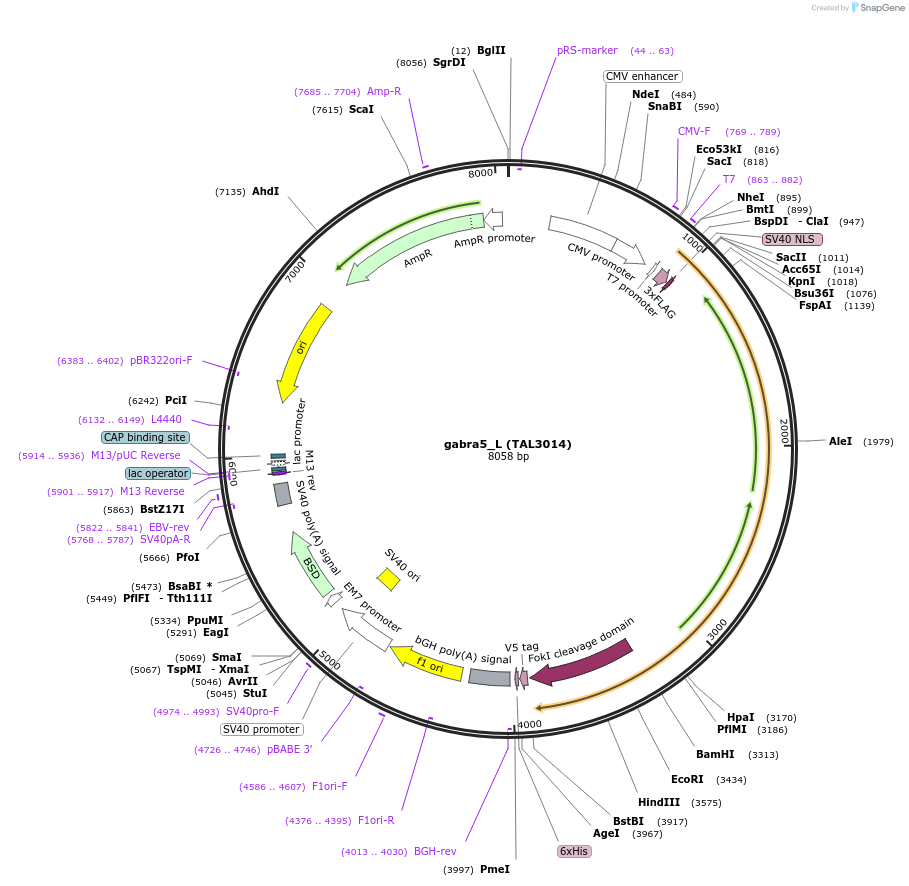 36006-plasmid-map-sequence-id-44407